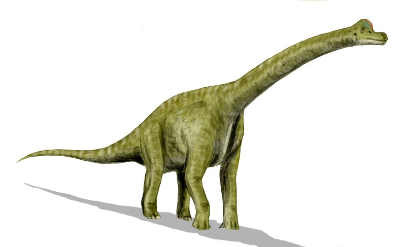 Brachiosaurs were colossal, long-necked, leaf-eating dinosaurs.